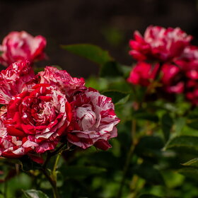 ����. ������. �������