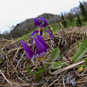 ����. ������. �������