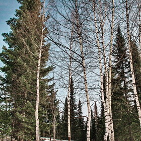 ������ ����. ���������� �� �����������