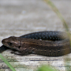 ����. ������. �������