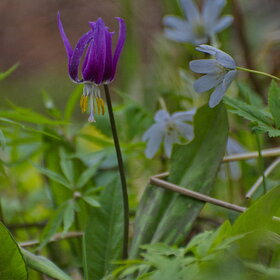 ����. ������. �������