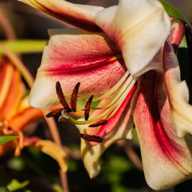 ����� ����. �������