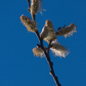 ������ ����. �������