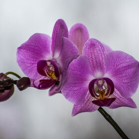 ����. ������. �������