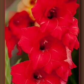 ����. ������. �������