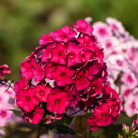 ������ ����. �������