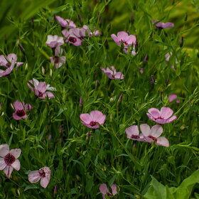 ����� ����������. �������