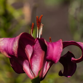 ����. ������. �������