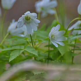 ����� ����. �������