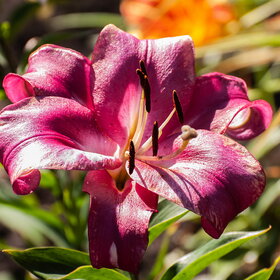 ����. ������. �������