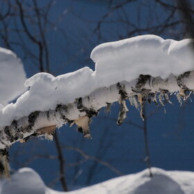 ����� ����. ���������� �� �����������