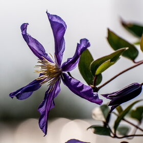 ����. ������. �������