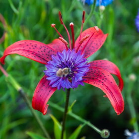 ����. ������. �������