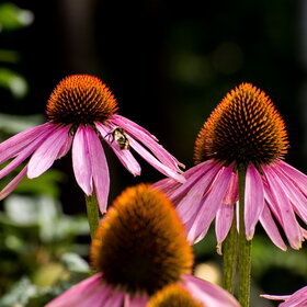 ����. ������. �������