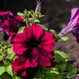 ����. ������. �������