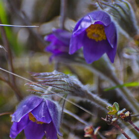 ������ ����. �������