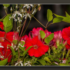 ������ ����. �������