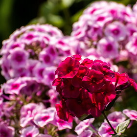 ����. ������. �������