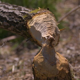 ������ ����. �������