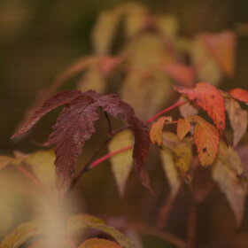 ������ ����. �����������