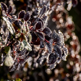 ����. ������. �������