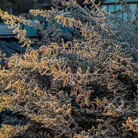 ������ ����. �������