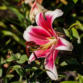 ����� ����������. �������