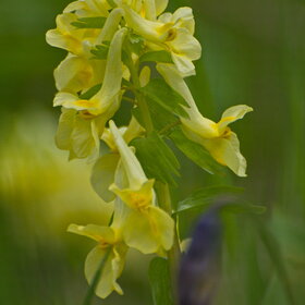 ������ ����. �������