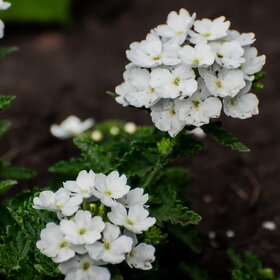 ����. ������. �������