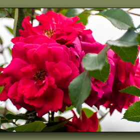 ����. ������. �������