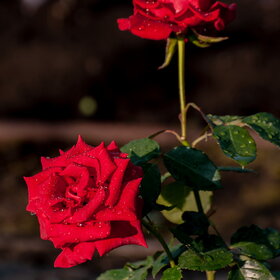 ����. ������. �������