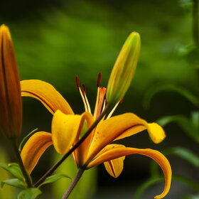 ����� ����. �������