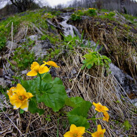 ������ ����. �������