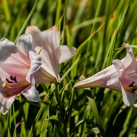 ����� ����. �������