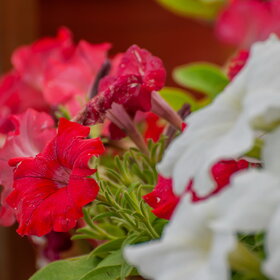 ����. ������. �������