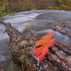 ������ ����. �����������