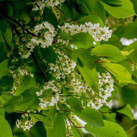 ������ ����. �������