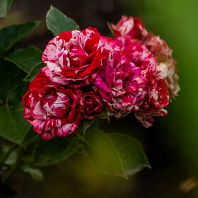 ����� ����������. �������