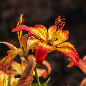 ����. ������. �������