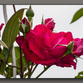 ����. ������. �������