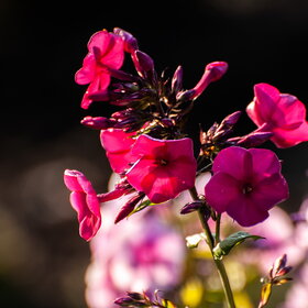 ����� ����. �������