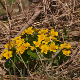 ������ ����. �������