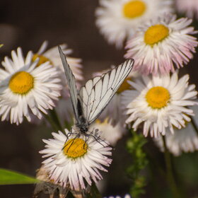 ����. ������. �������