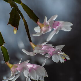 ����. ������. �������