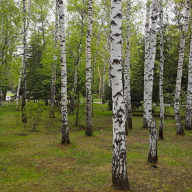 ����. ������. �������