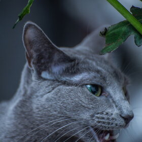 ������ ����. �������� ��������