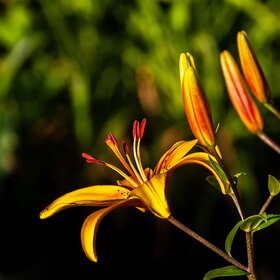 ������ ����. �������