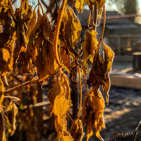 ����. ������. �������