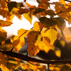 ����. ������. �������