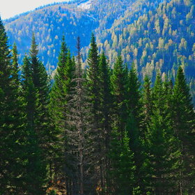 ������ ����. ���������� �� �����������